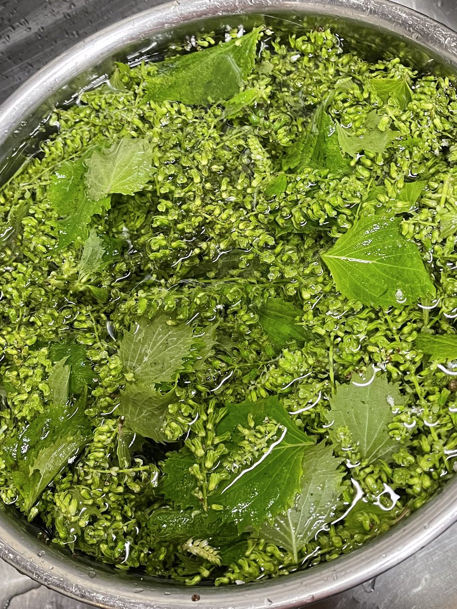 ট ইট র Okkohoney しっかりした実ですね 穂紫蘇は手のかかる野菜です 気長に楽しんで下さい ট ইট র Okkohoney しっかりした実ですね 穂紫蘇は手のかかる野菜です 気長に楽しんで下さい