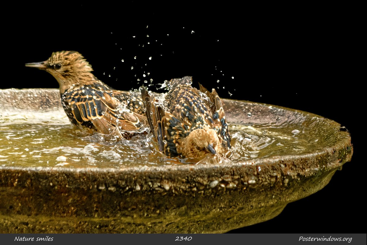 posterwindows's tweet photo. keep cool, have fun ;)
#birds #ornithology #naturephotography  #photography #conservation  #ecotherapy  #naturetherapy #photo  #posters #nature https://t.co/130IZj1uOB