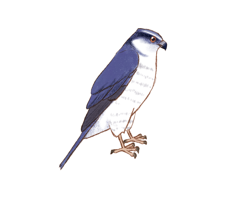 桜こより 鳥イラスト オオタカ さんです 肉食の鳥さんです 中小の鳥さんや哺乳類などをとらえて食べます 食物連鎖の頂点にいて 自然がちゃんとしていないと生息が困難だそうですよ 鳥のイラスト図鑑 T Co Bhgidez0y0 Twitter