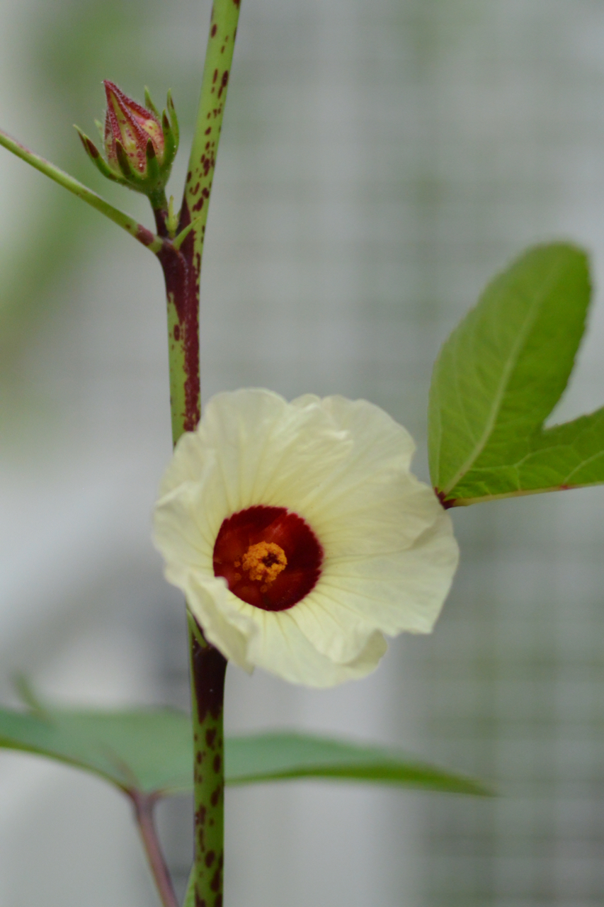 九州大学総合研究博物館 ハイビスカスティーやジャムで人気のローゼルの花外蜜腺にアリがきています 触角でサワサワして頭を突っ込んで舐め舐め T Co Qv2jnxrywz Twitter