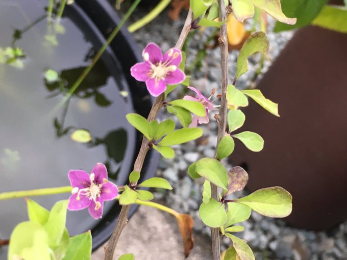 Luxuriaさん がハッシュタグ 花騎士園芸部 をつけたツイート一覧 1 Whotwi グラフィカルtwitter分析