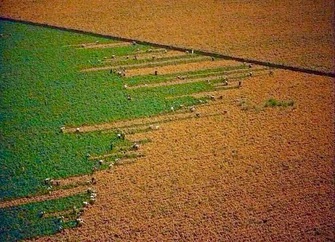 MexicoMagico's tweet photo. Un campo cambia de naranja a verde cuando los recolectores recogen la flor de Cempasúchil. 

📍 Los Mochis, Sinaloa, México 🇲🇽 https://t.co/mjZF7Lo1VE