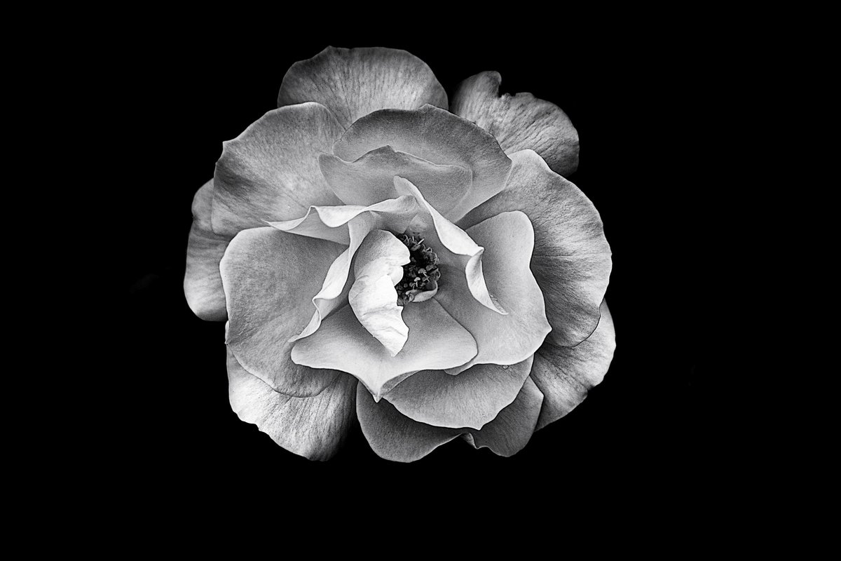 MarkHunterArts's tweet photo. I can so I will, the Rose.

#Rose #Flowers #Flowerphotography #Blackandwhitephotography https://t.co/MaPebBxPqG