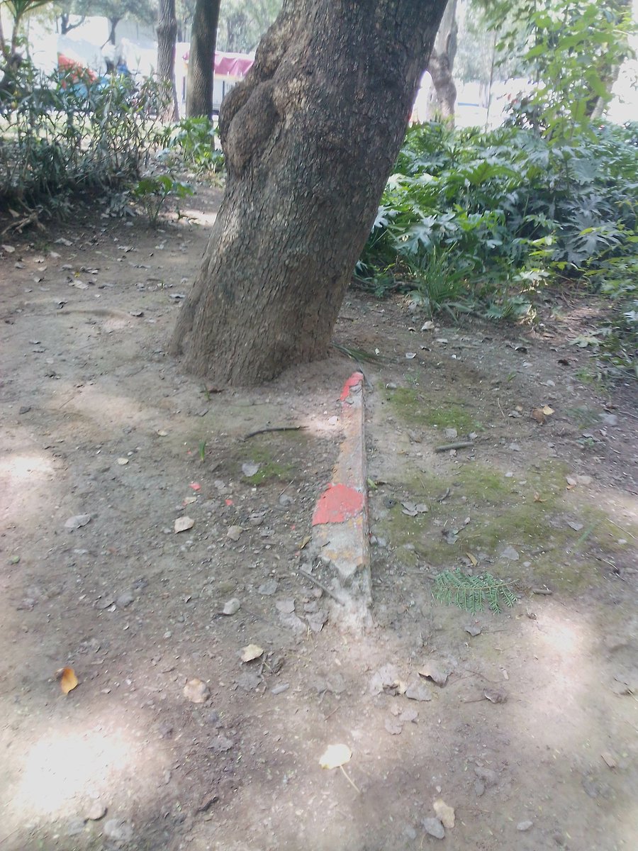 Fireangel_76's tweet photo. Vestigios del viejo #JardinArteSullivan se pueden encontrar por todo el parque, no se porque no sacaron los árboles de sus viejos macetones, pero no creo que eso sea bueno. Algún experto que nos confirme? #DiseñoDeJardines #ParquesCDMX #Botanico #ArbolesCDMX https://t.co/FiuUP1RcJp