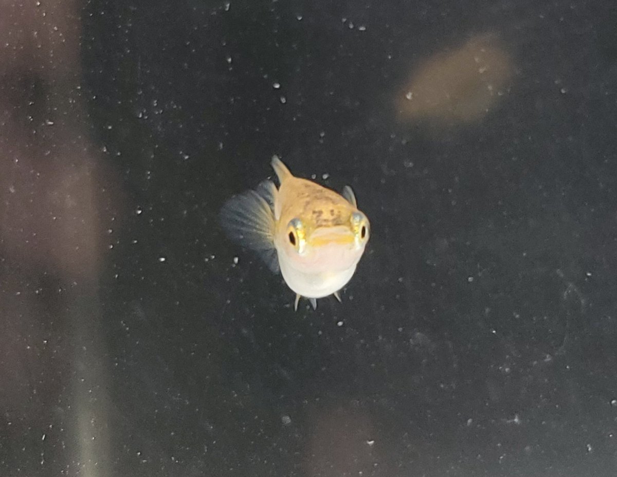 なかよし めっちゃ かわいい メダカ めだか かわいい なかよし めっちゃ かわいい メダカ めだか かわいい