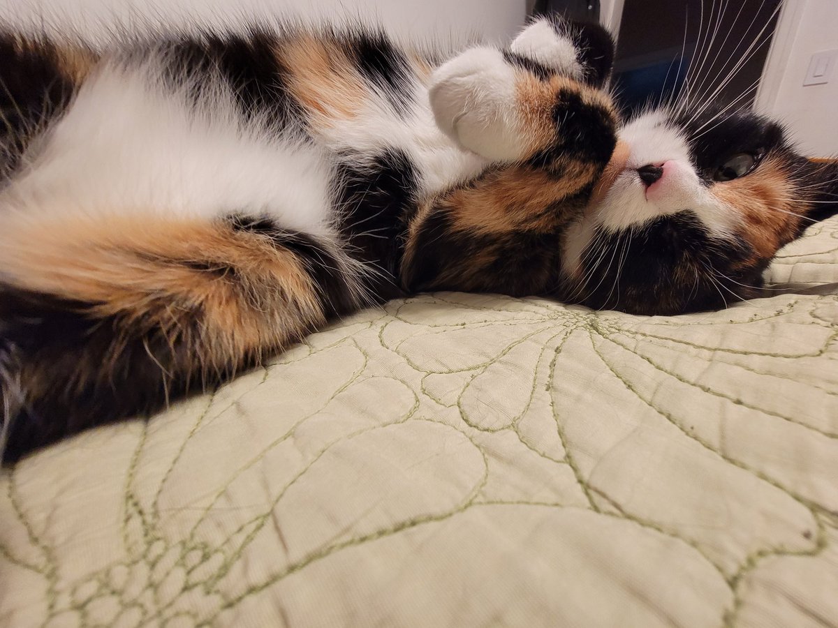 Noodle 🌻 (@morqueozwald) on Twitter photo Trying to decide if I should go back to sleep or roll over and go back to sleep. #CalicoCrew #calico #CatsOfTwitter Trying to decide if I should go back to sleep or roll over and go back to sleep. #CalicoCrew #calico #CatsOfTwitter