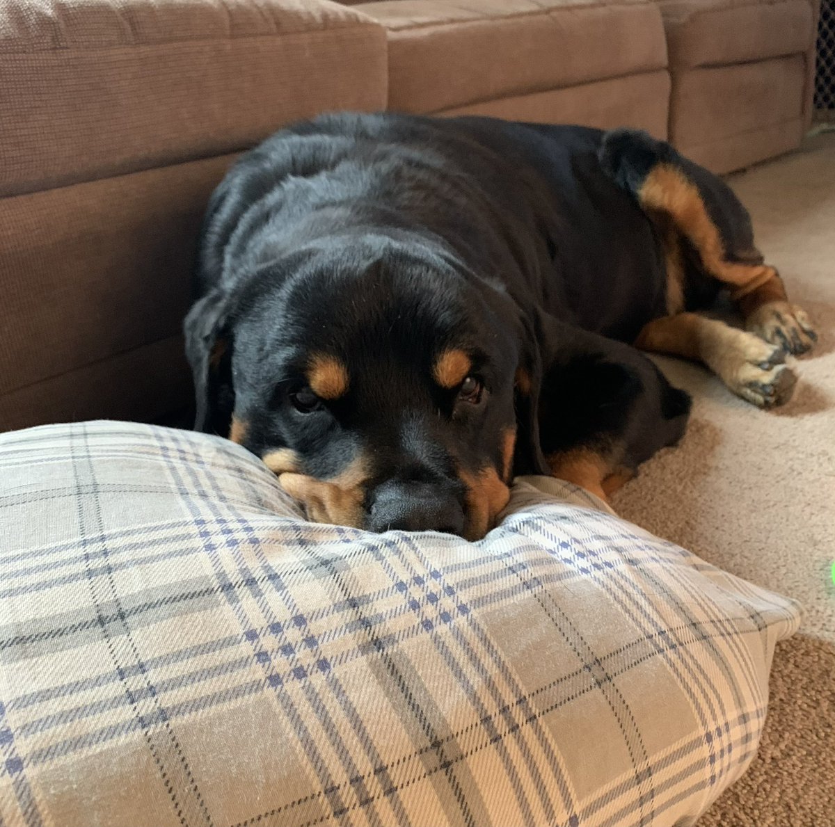 chief420247's tweet photo. It’s the weekend… my mood be like… #wencasino? 🤣🤣 #AMCDogs Ziggy is more ready than I am. https://t.co/qNgxXXFndY
