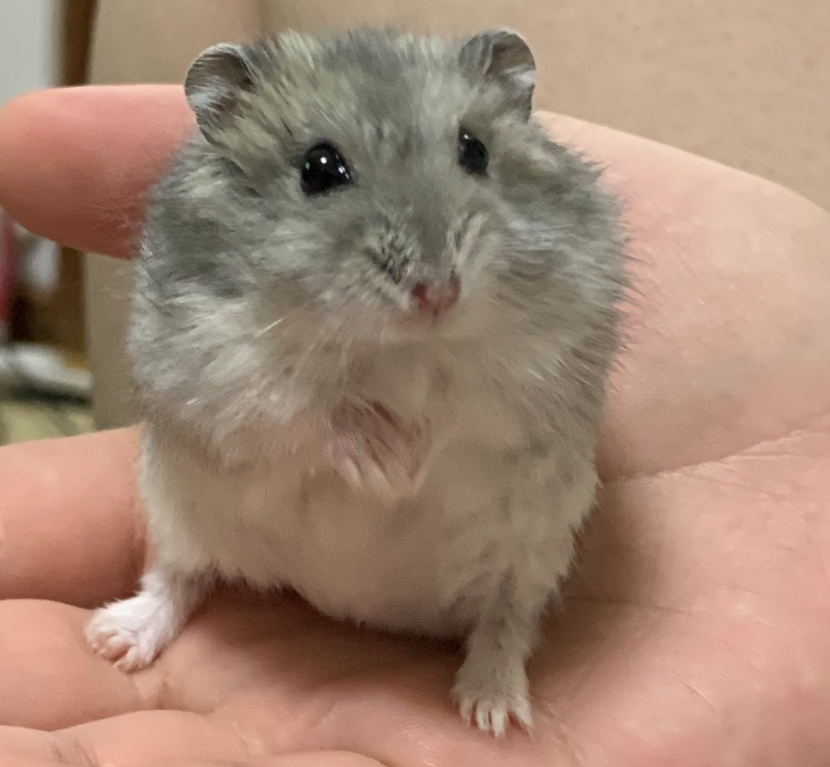 s28555859's tweet photo. 1枚目2枚目 お名前 き~坊。
呼び方はき~ちゃん 
さつまいも🍠の餌とクロワッサン🥐の餌がが大好きな男の子
カメラ目線を良くしてくれる
元気な男の子🐹

3枚目4枚目 お名前 はなちゃん。
呼び方は は~ちゃん
いなご豆とヒマ種が大好きで
優しい女の子です🐹

#ハムスター #ハムスターのいる暮らし https://t.co/axh02nAJib