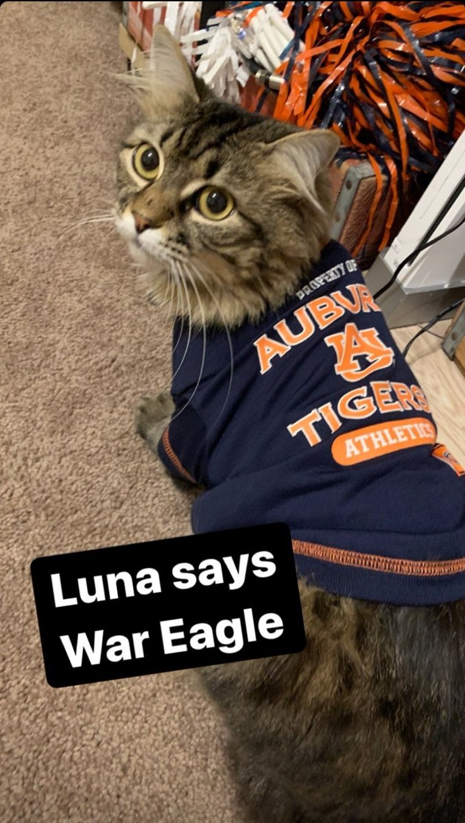 BoddaGettaCats's tweet photo. Luna the Bodda Getta cat >> GAST's blue cat thing https://t.co/JObugUxOnY
