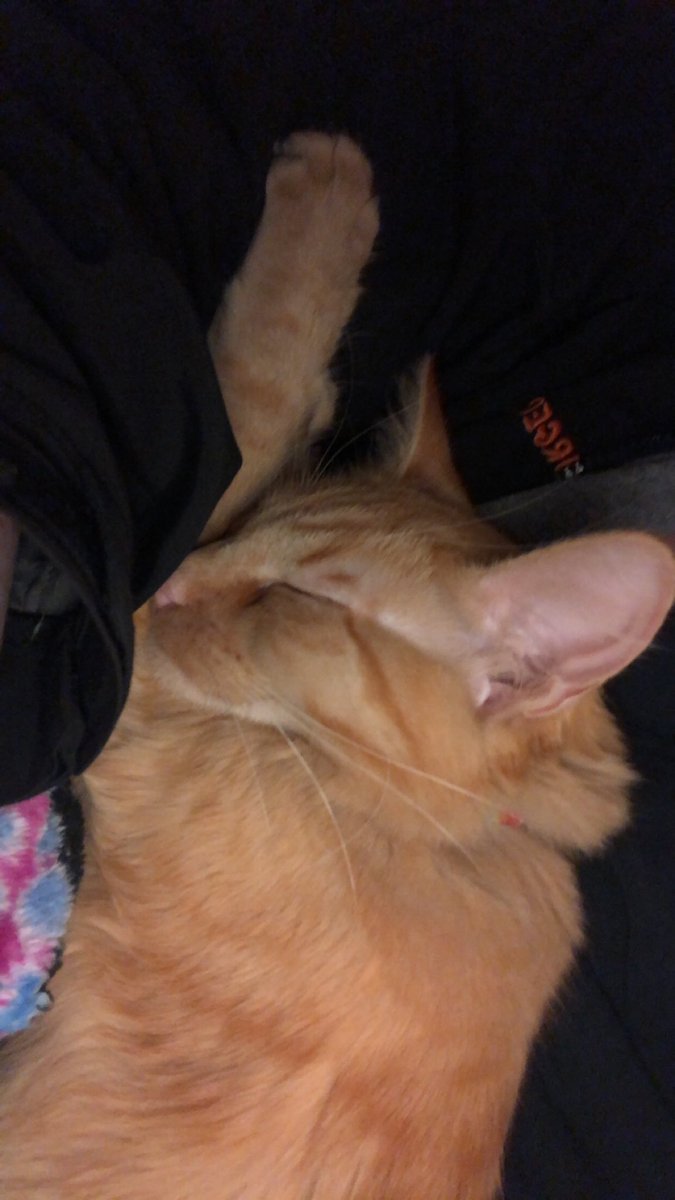 ScreamForTerror's tweet photo. I want to play video games but don’t want to break her heart by moving 🥺🥺🥺 send help

#Caturday #CatsOfTwitter https://t.co/VaZnAusg0Y