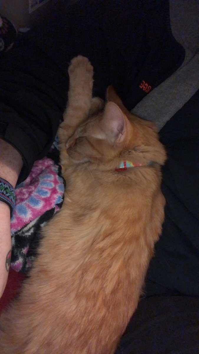 ScreamForTerror's tweet photo. I want to play video games but don’t want to break her heart by moving 🥺🥺🥺 send help

#Caturday #CatsOfTwitter https://t.co/VaZnAusg0Y