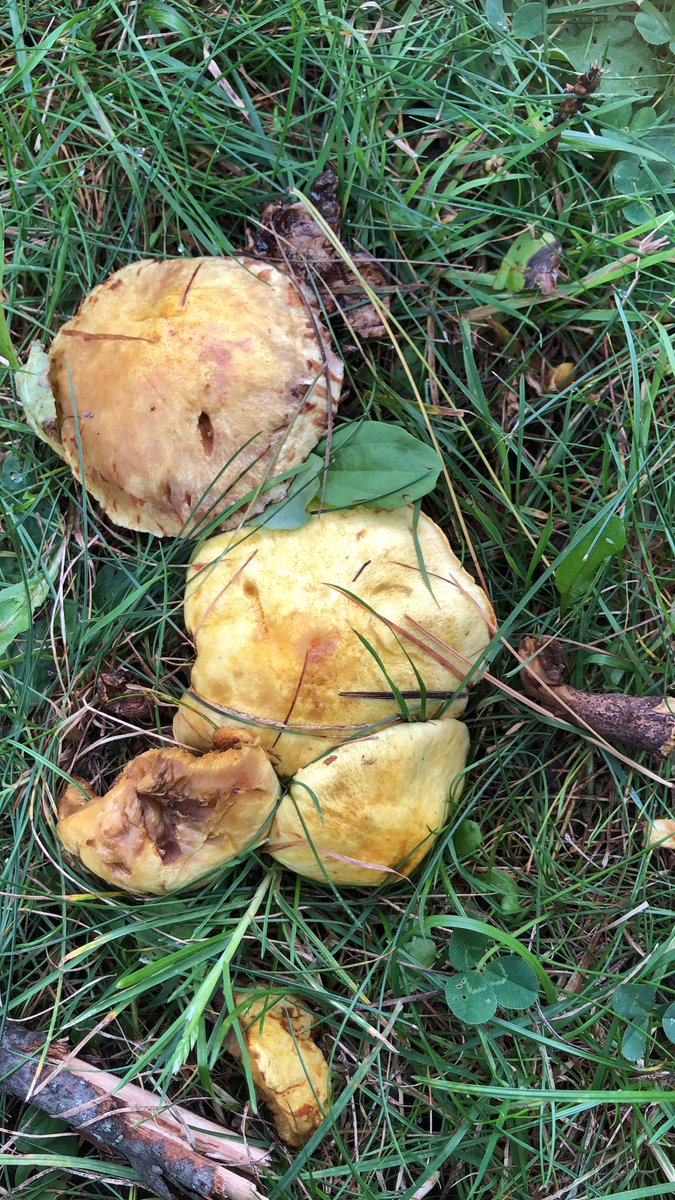 ESL_fairy's tweet image. Today we discovered some Chicken Fat mushrooms growing in the grass under an Eastern Pine. They have pores on the underside of their caps, instead of gills that you would find on many other “lawn mushrooms”. #ScienceAtHome #OutdoorLearning