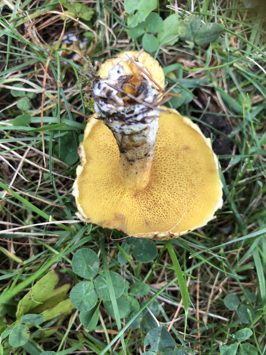 ESL_fairy's tweet image. Today we discovered some Chicken Fat mushrooms growing in the grass under an Eastern Pine. They have pores on the underside of their caps, instead of gills that you would find on many other “lawn mushrooms”. #ScienceAtHome #OutdoorLearning