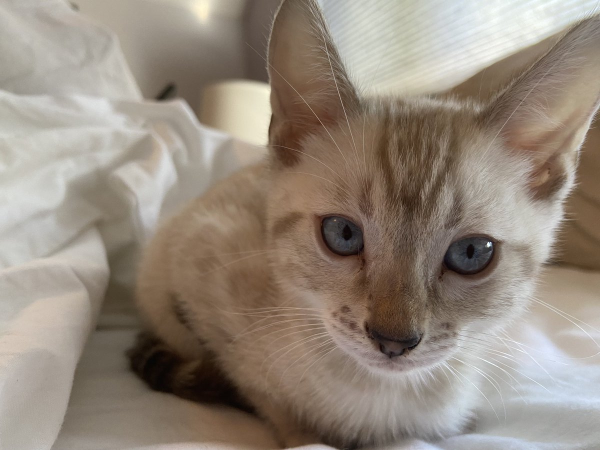 Carol_KFF's tweet photo. New family member 😻 needs a name. Any suggestions? #Caturday https://t.co/GGRfjeRkzx