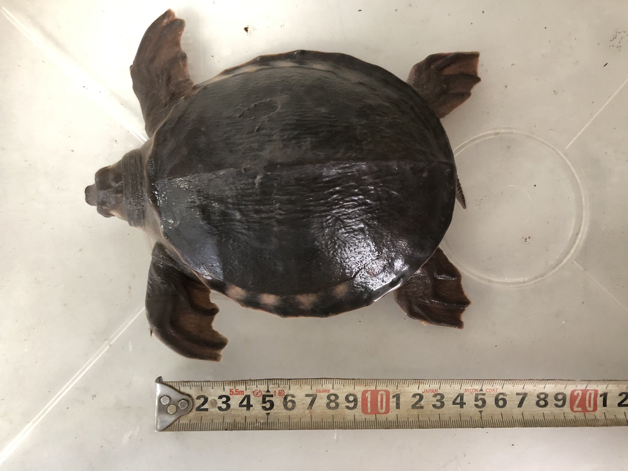 Giant Al Twitter 甲長13cmの可愛いスッポンモドキ入荷 本日26日は14時 18時までの営業です スッポンモドキ モンスターフィッシュ 巨大魚 特殊個体 熱帯魚 珍魚 怪魚 大型魚 大型魚専門店giant 熱帯魚販売店 四国 香川県 T Co Chp3kelzbr