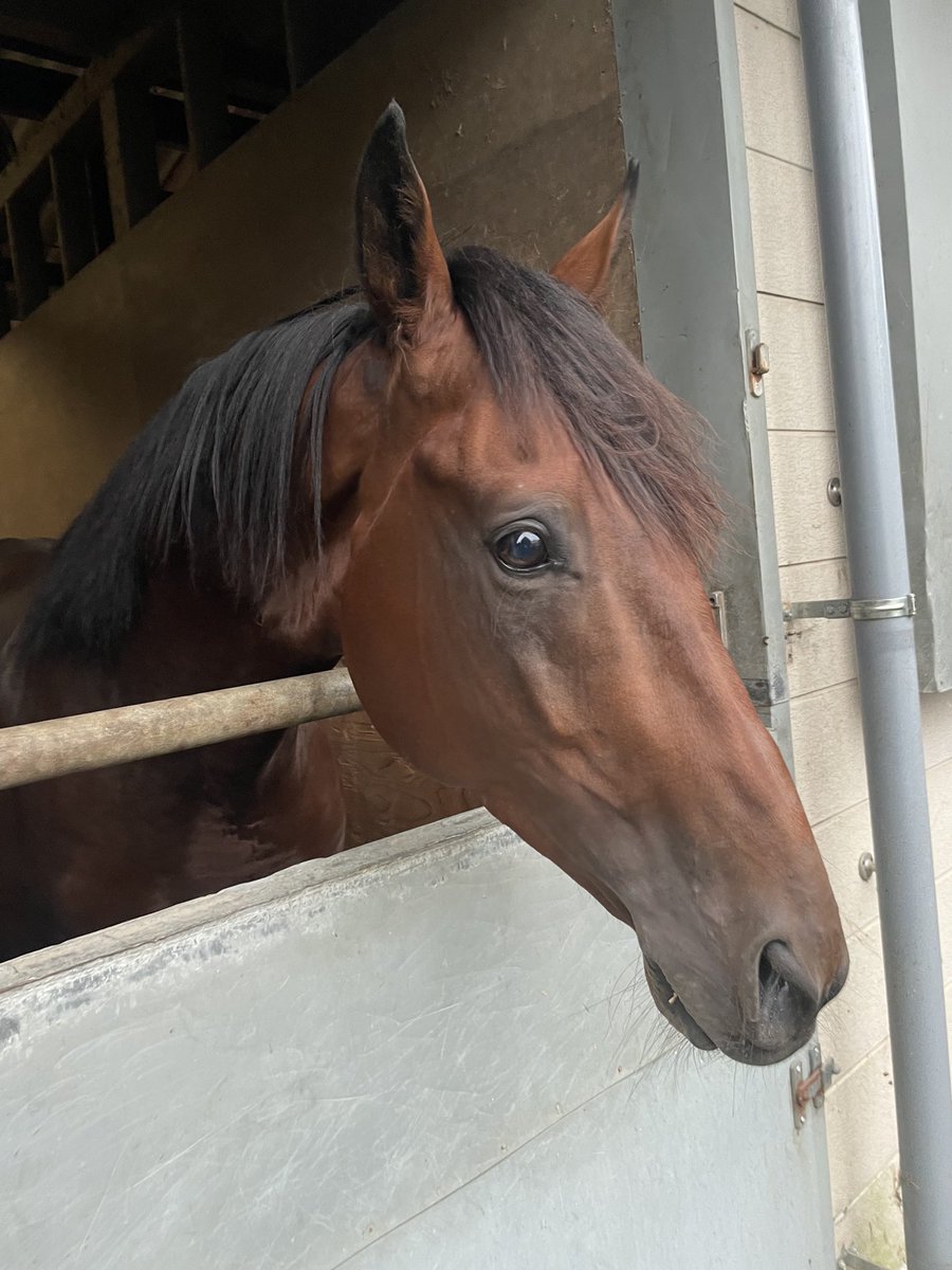 10/10更新🐴愛馬の現在地🐴

＜移動＞
牡4 エイシンアルゴス＠茨城牛久→佐賀競馬へ
牝2 ドラゴンズアイ＠名古屋競馬→茨城阿見へ

＜出走＞
10/11 1R
牝2 アグネスプリンセス＠川崎競馬

＜療養中＞
牝5 ララフォーナ＠北海道
牡3 ハイパーホーネット＠三重

＜繁殖＞
牝3 ママテイオーノユメ＠北海道  
