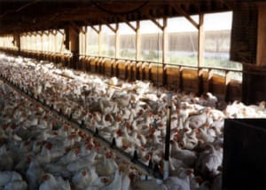 BaronessGabi's tweet photo. Perhaps these #MaleChicks, going from birth directly into #GarbageBags on this conveyer belt, are the #luckier ones??? #FemaleChickens live 4 to a 1-foot cage; NEVER MOVING, some try to JUMP UP at the point where their #HEARTS EXPLODE. Others get stuck on the cage's bottom. https://t.co/kEVl5W2zHI