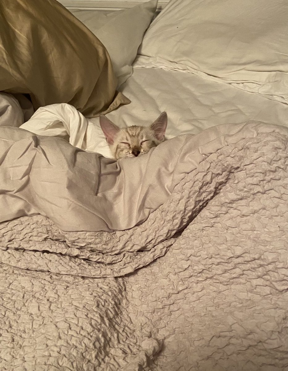 Carol_KFF's tweet photo. Happy Caturday from the sweet boy with no name yet. 🤷‍♀️ #CatsOfTwitter #Caturday https://t.co/BLzVVSYmb6