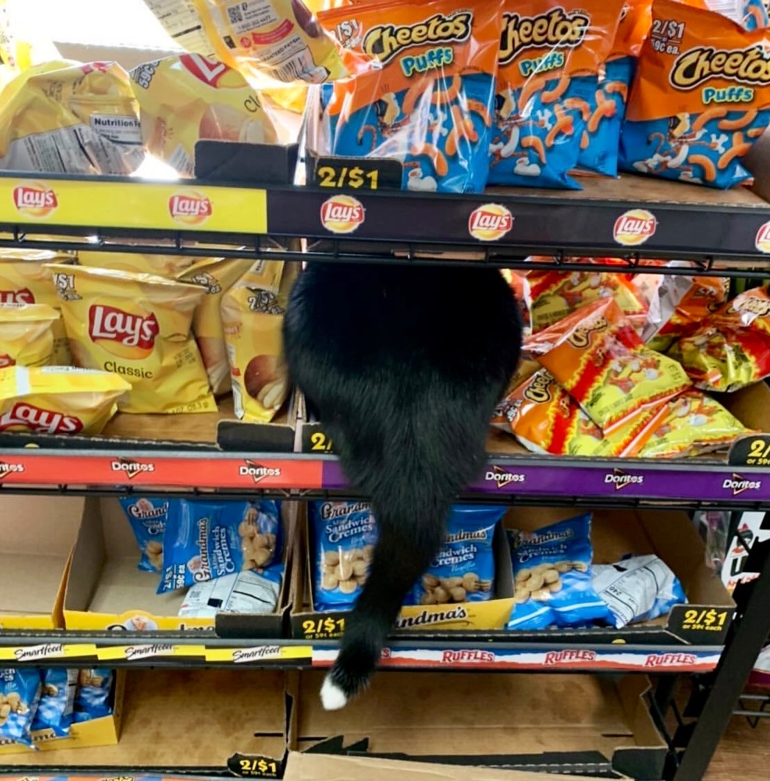 Bodega Cats (@bodegacats_) on Twitter photo 
