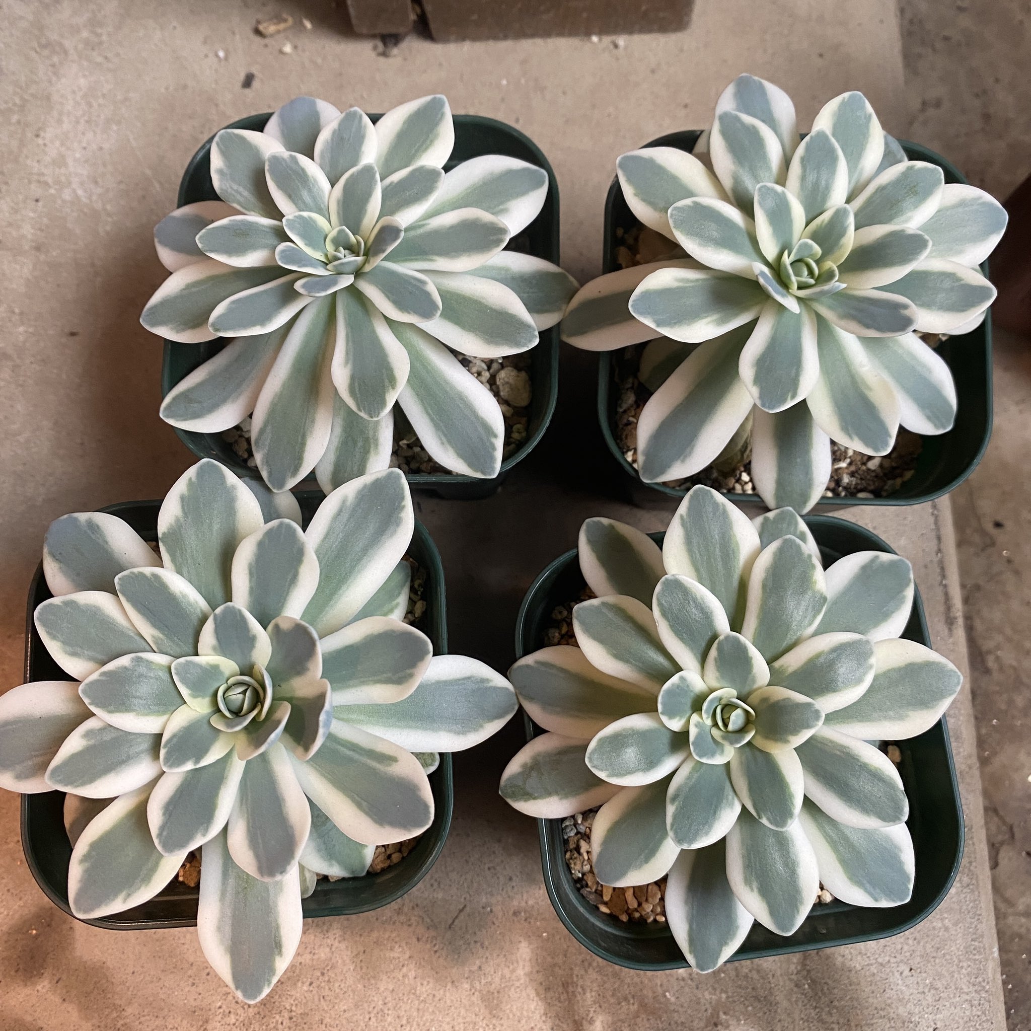 多肉植物 コロラータxバーバラ 【公式通販】