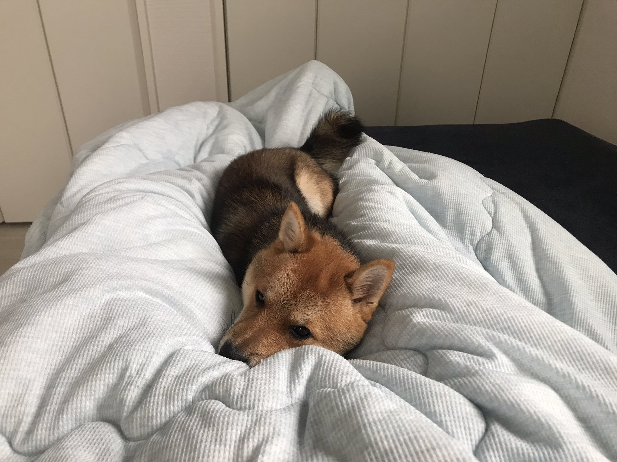 ドルズィ ドルジ ドルジ ドルジ 股の間で寝る犬 きつね T Co M3grq9n5pm Twitter