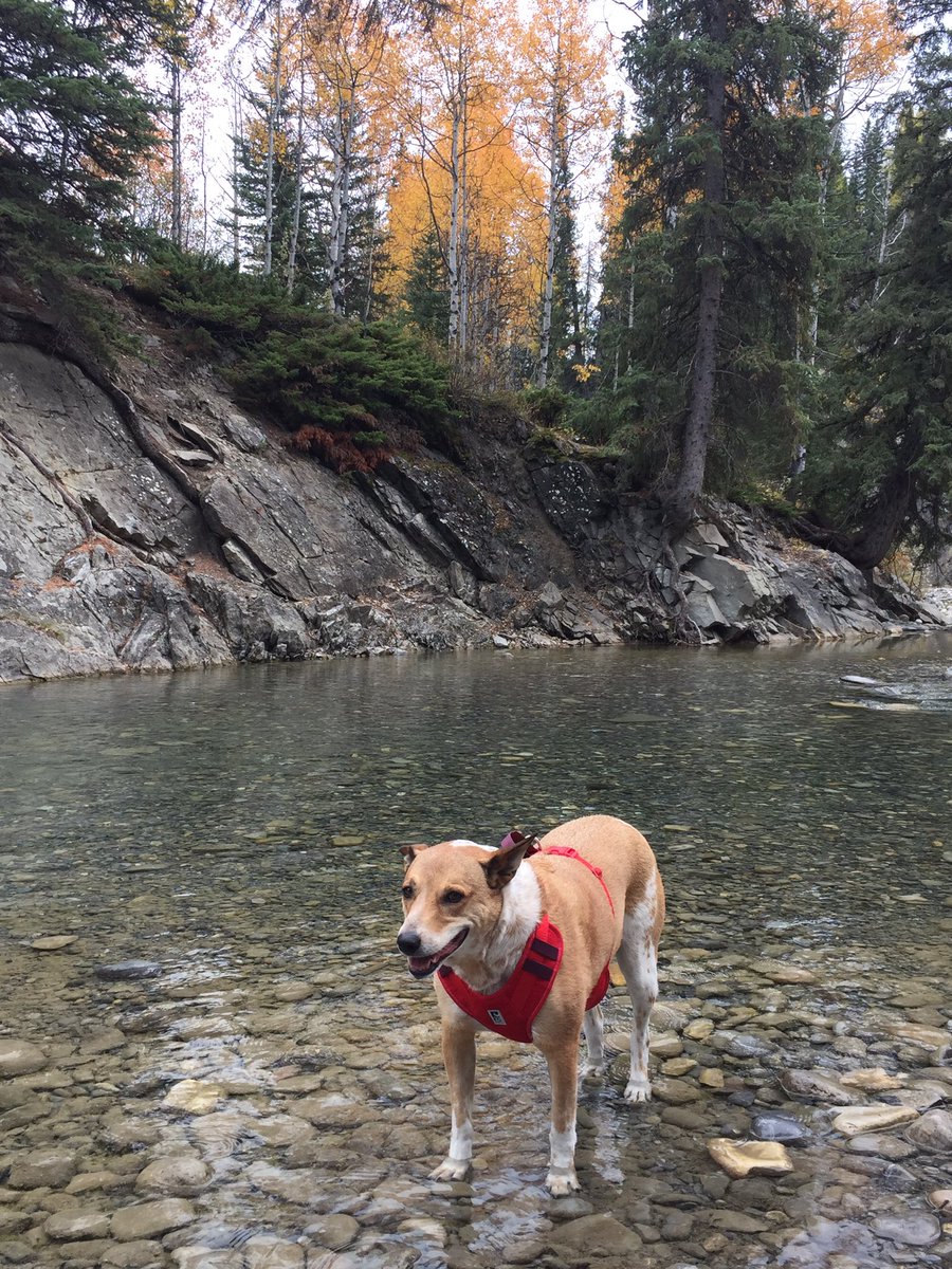 some1else2's tweet photo. Miss Marley loves to soak her feet at the end of a long hike. #WaiparousCreek #Alberta #RescueDog #AARCSalumni https://t.co/HeFDJLu2TM