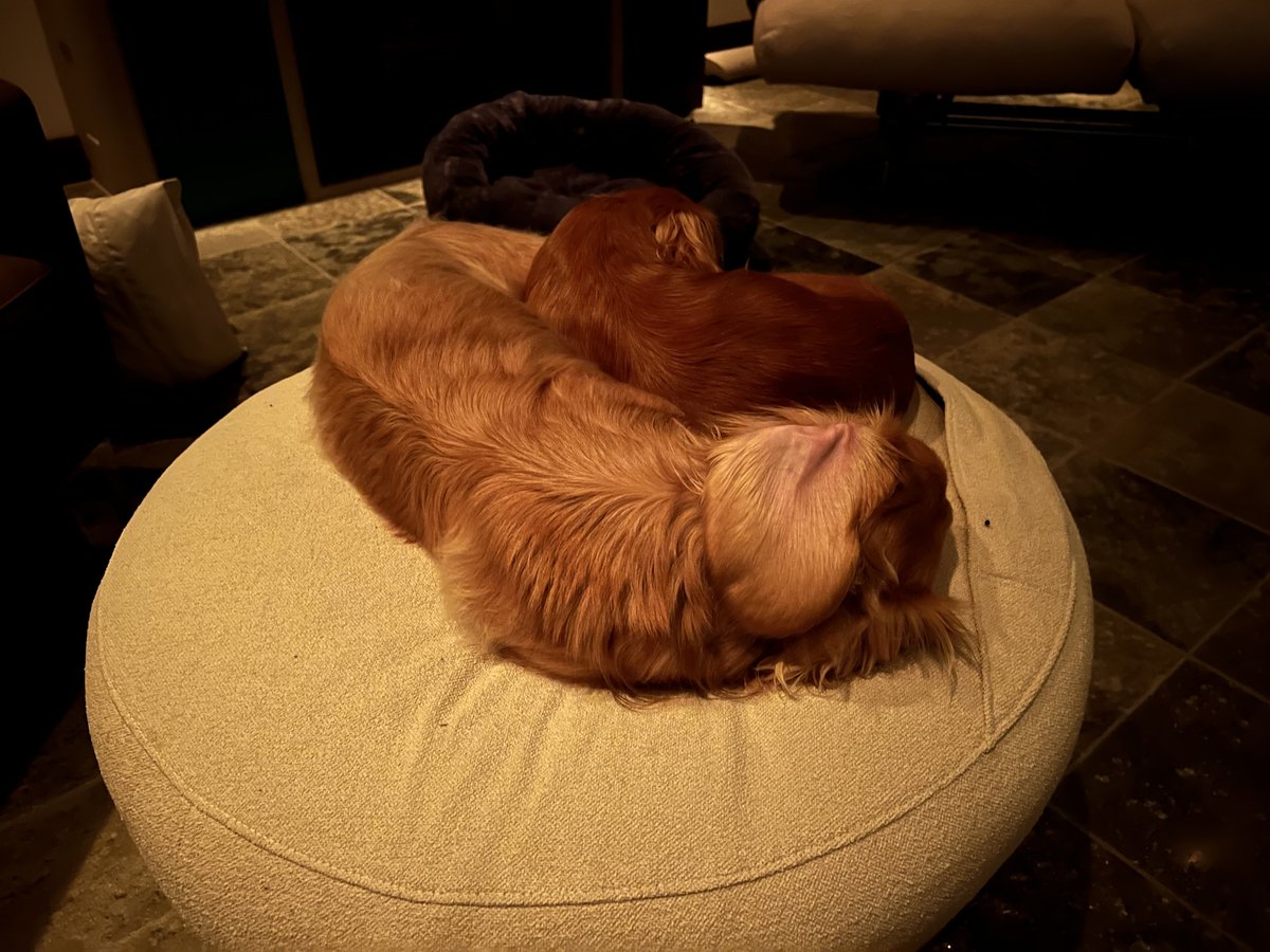 walter_fergus's tweet photo. We’ve been in Ontario a week and we kind of like it….PS - we’ve gotten into all kinds of trouble! Yours truly, Walter and Sydney the #dachshunds #hootdogs #moretocome https://t.co/3RjJf3ISCu