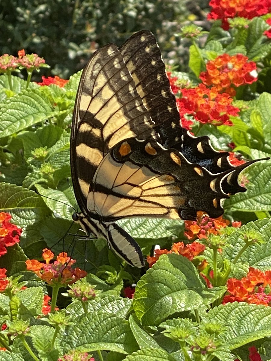 #OzarkaStateofCool #sweepstakes