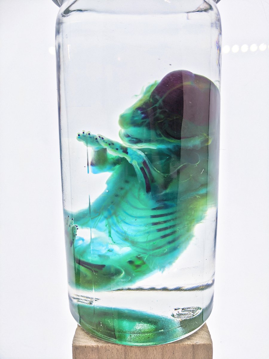 AphelionNecro's tweet photo. Diaphonized fetal puppy https://t.co/f9cX9c39Av