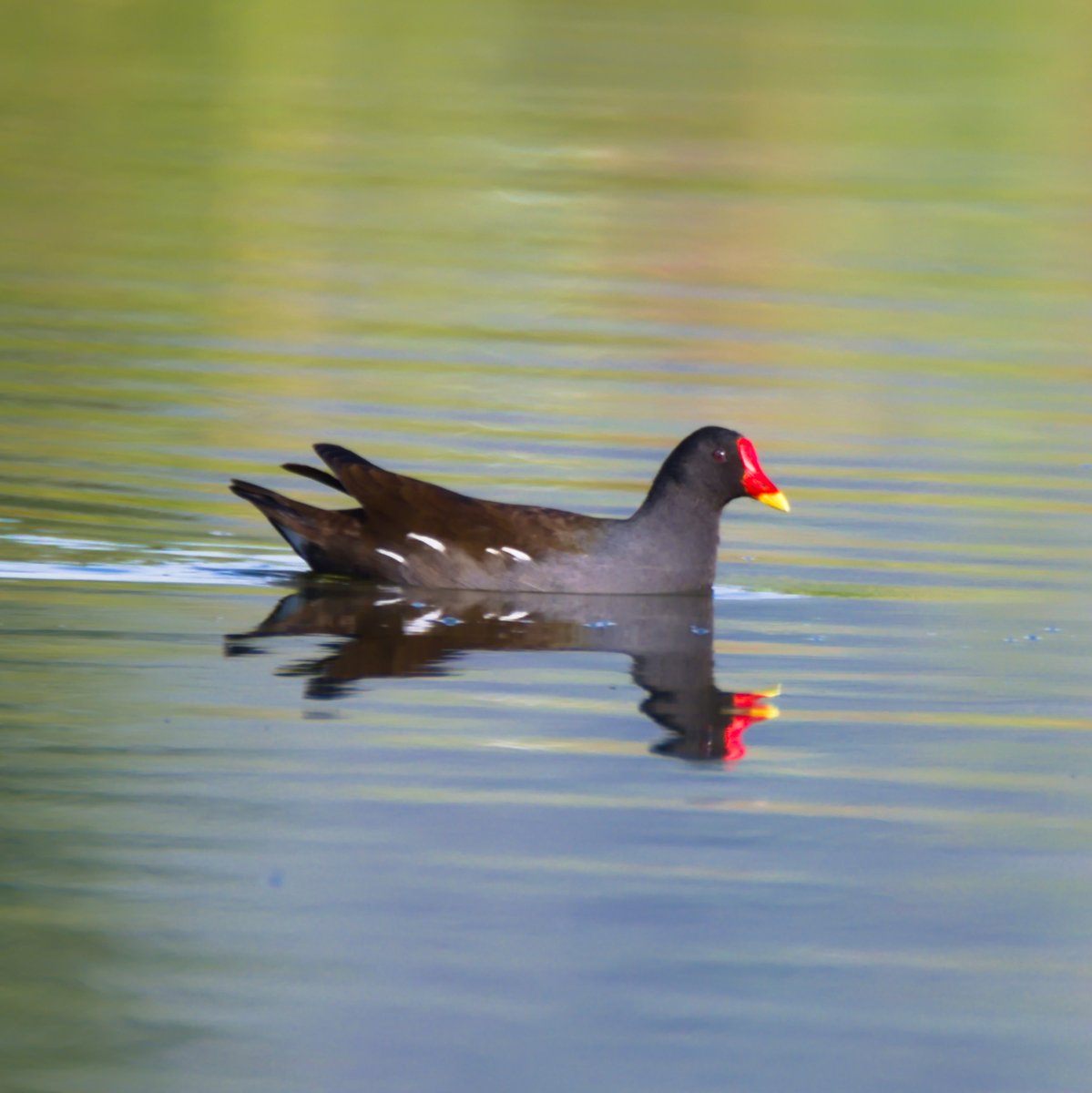 AegonV's tweet photo. #Nikon #d7500 #amateurphotography #birding #birdingphotography #natura #nature #naturaleza #PolladAigua #GallinulaChloropus #GallinetaComún #PolladeAgua https://t.co/RspoZD6FgF
