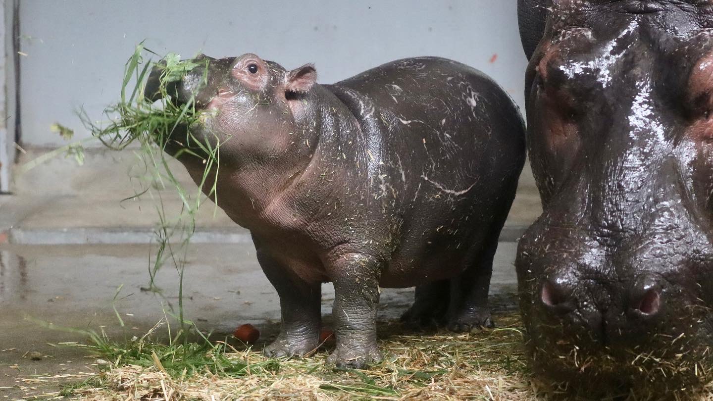 Shintama Yui 可愛いまんぷく まんぷく カバ カバの赤ちゃん とべ動物園 T Co Swhypoorkb Twitter