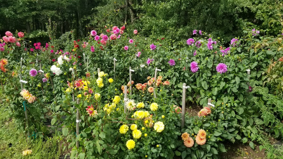 LeadLearnerFB's tweet photo. A hobby that has kept me going for over 40 years. Plant in Spring, give in fall, dig up in winter and start all over.  It is time for bouquet giving.... https://t.co/Kp6pRin8VT