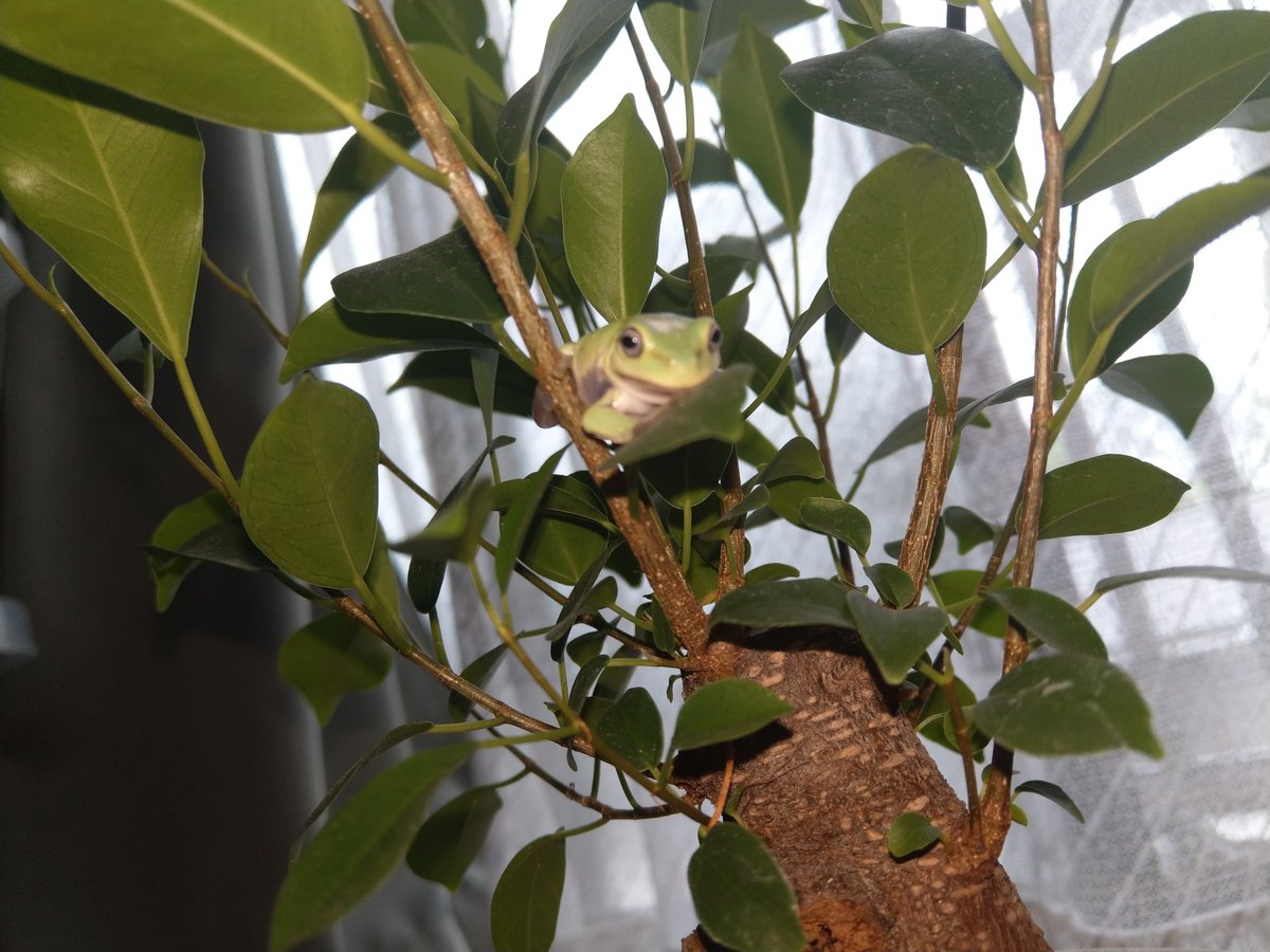subaru_sti_sg9's tweet photo. #カエル #イエアメガエル #frog #froggy #australiangreentreefrog https://t.co/4sKGmElIvI