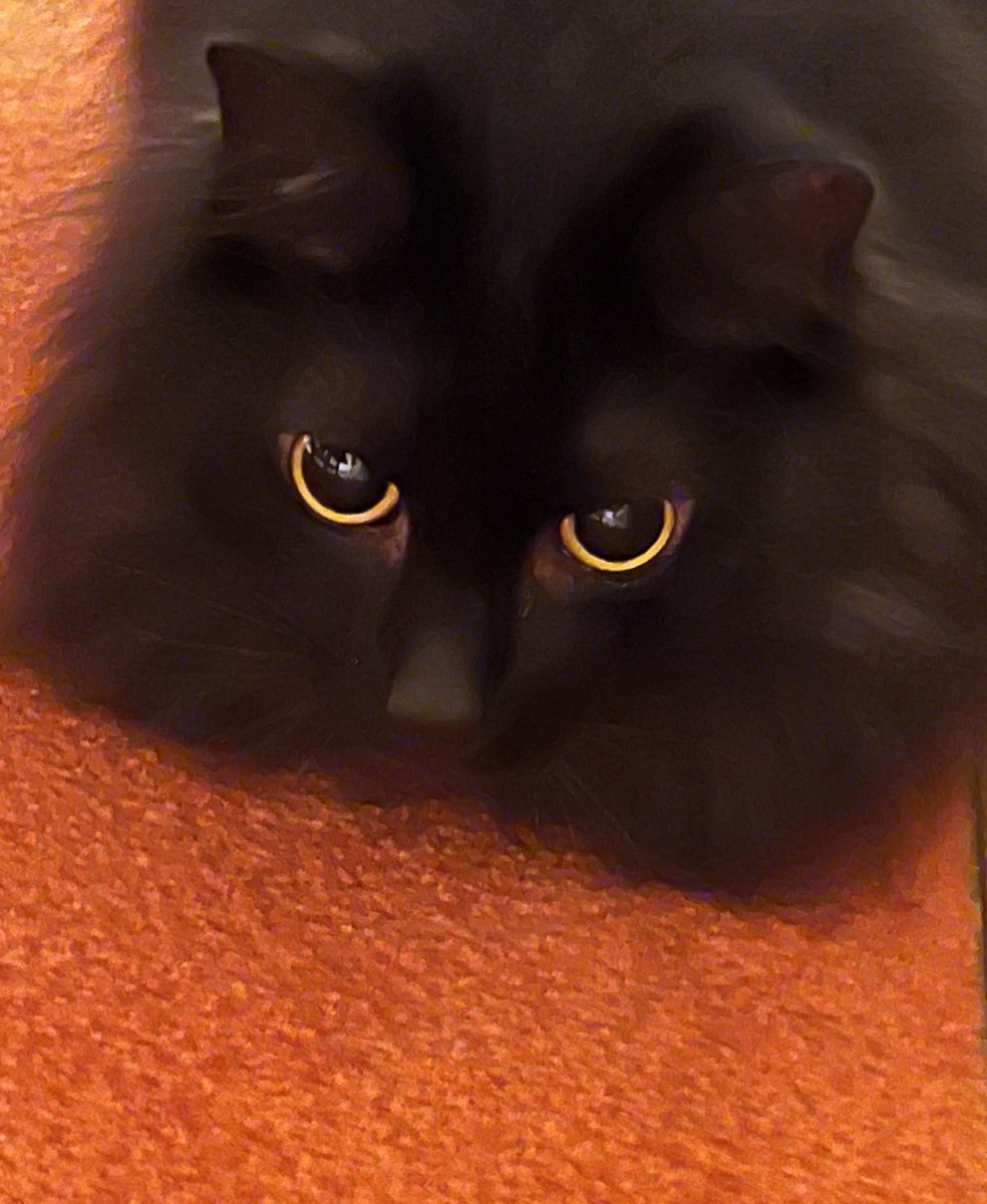 tsukimi_32's tweet photo. iPhone13proで撮影してみました🐾 かわいいっ！ https://t.co/ovHsMOsYiB