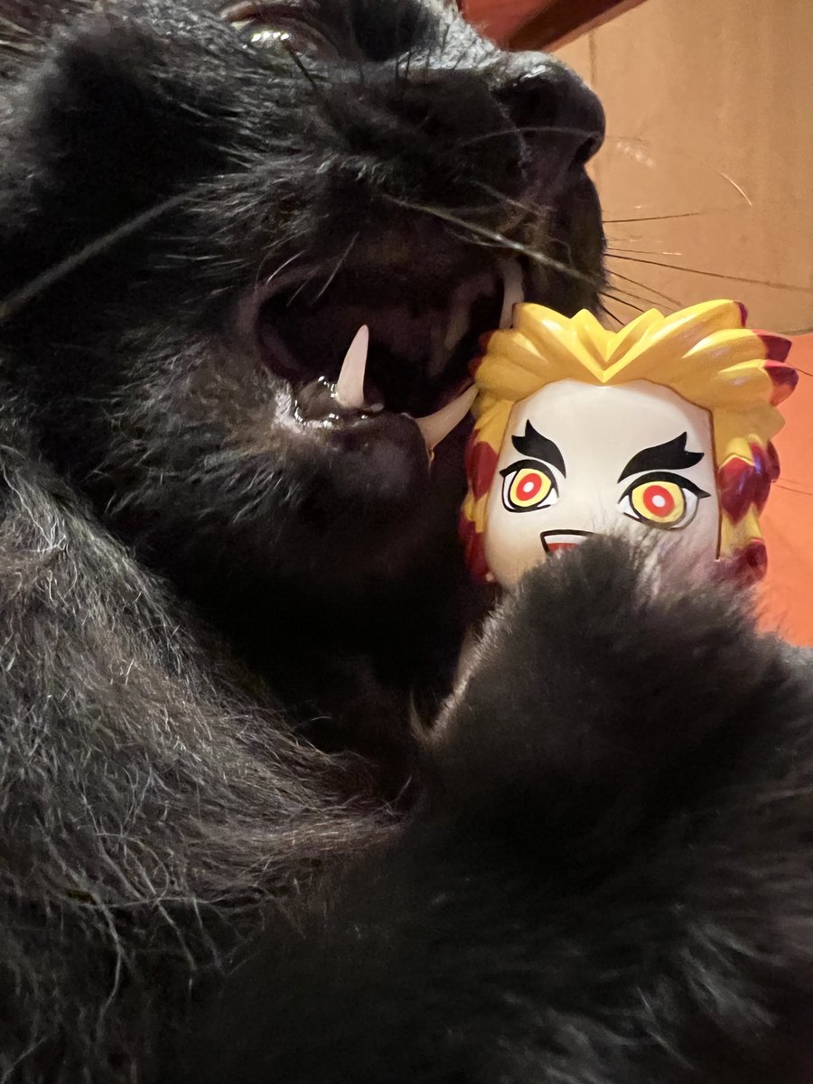 tsukimi_32's tweet photo. iPhone13proで撮影してみました🐾 かわいいっ！ https://t.co/ovHsMOsYiB