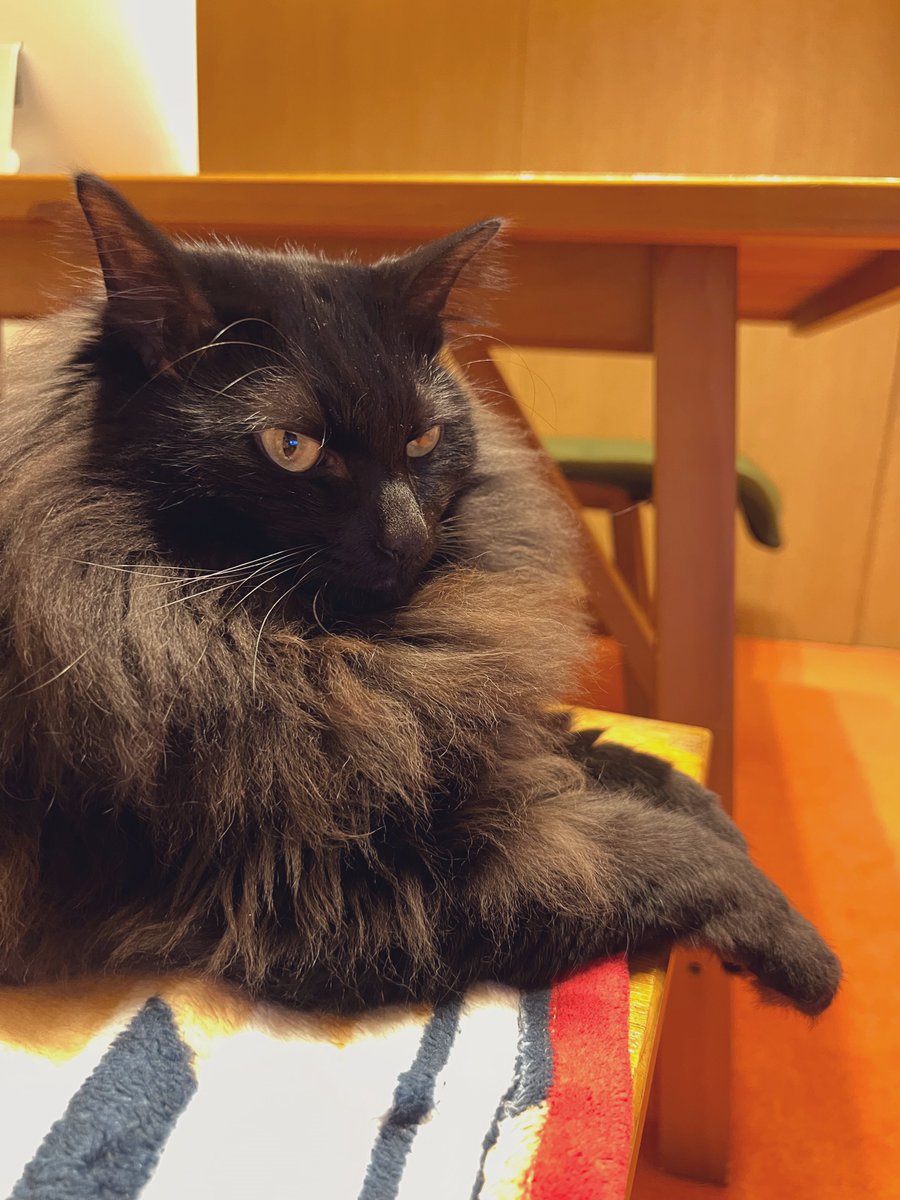 tsukimi_32's tweet photo. iPhone13proで撮影してみました🐾 かわいいっ！ https://t.co/ovHsMOsYiB