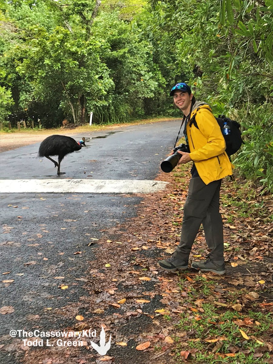 TheCassowaryKid's tweet photo. My first sighting at #EttyBay was an adult male. Although southern cassowaries are classified by a pair of pendulous wattles, this individual had only one. Thus, his fitting nickname became โBobโ. Fighting back feel-good tears, I engaged in taking 14 million photos. (3/10) https://t.co/1PkdVL5d7w