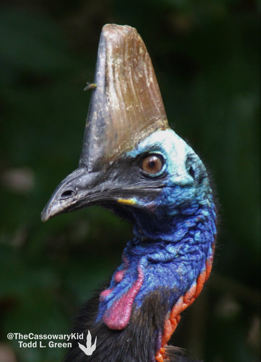 TheCassowaryKid's tweet photo. My first sighting at #EttyBay was an adult male. Although southern cassowaries are classified by a pair of pendulous wattles, this individual had only one. Thus, his fitting nickname became โBobโ. Fighting back feel-good tears, I engaged in taking 14 million photos. (3/10) https://t.co/1PkdVL5d7w