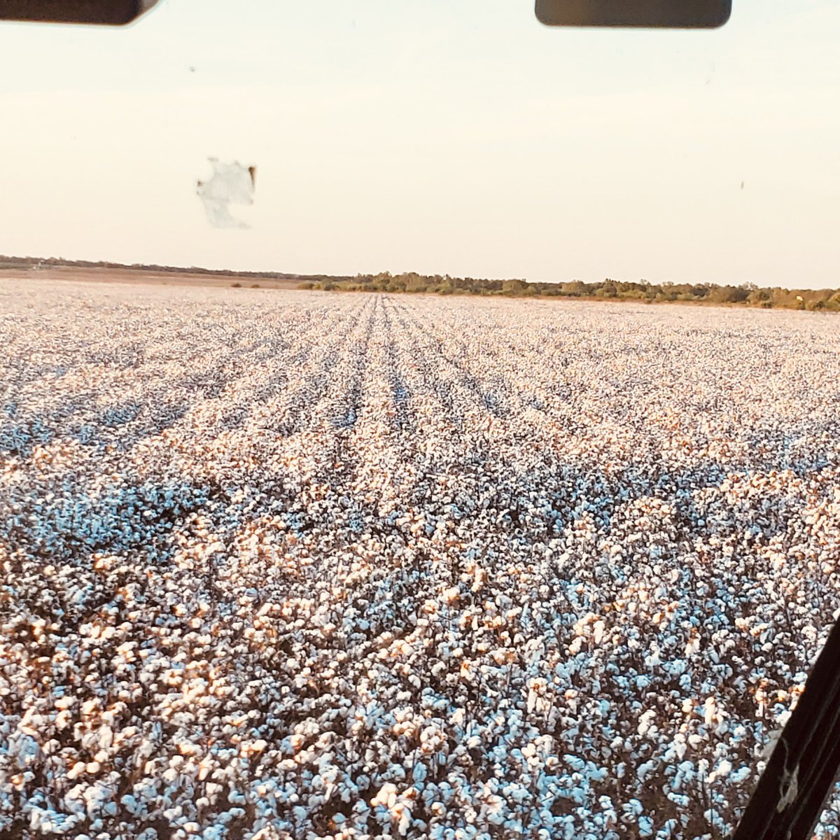 captjonestime's tweet photo. Our tenant making Cotton ! #Friocounty https://t.co/9JVbirybJJ