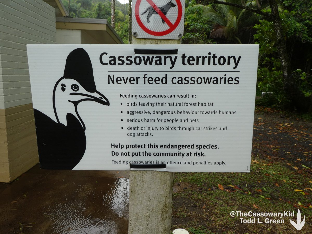 Dr. Todd L. Green on Twitter: "On #WorldCassowaryDay 2021, I ask that you  spend 10 MINUTES learning more about these unique birds, which are  threatened by habitat loss, climate change, vehicle collisions,