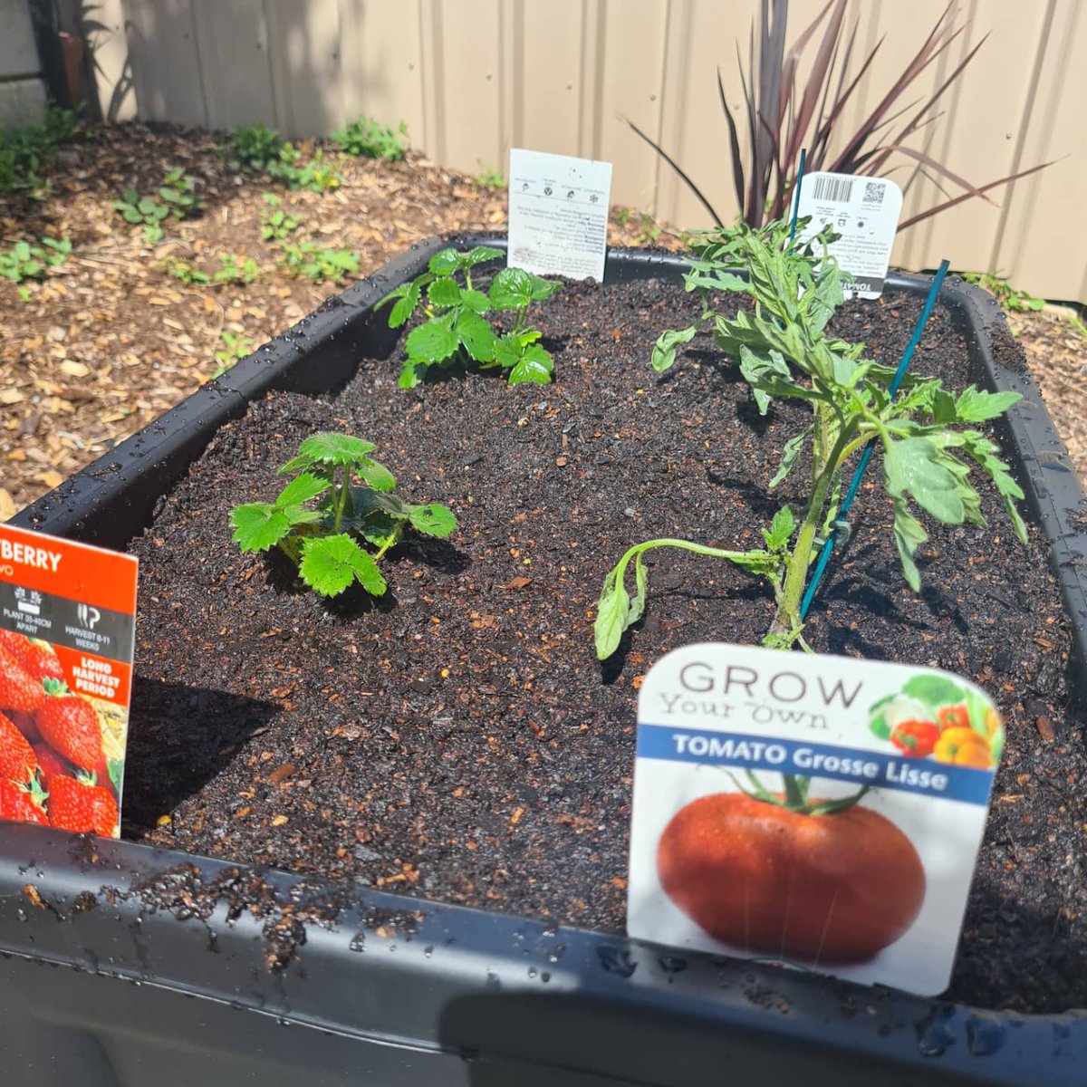 StevenSamsAU's tweet photo. Planted some tomatoes and strawberries, can't wait to seem them grow or die. #sundayvibes #vegatablegarden https://t.co/ymE0kPdb3P