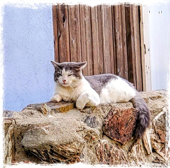 RealJoAnnBush's tweet photo. #Figley πΈ the #NeighborhoodKitty π± says #Caturday π is for #CatNaps π€ on the wall! π
Do you have a Neighborhood #Kitty π, too? π€
Pic: #JamminJo / #JoAnnBush 2021 πΈ
#LosAngeles #CA #optoutside #CatsOfTwitter ππ #MeowMeow #Cats #meow #CatsvsDogs #FurBall #NiceKitty https://t.co/2PcR6TCTT3
