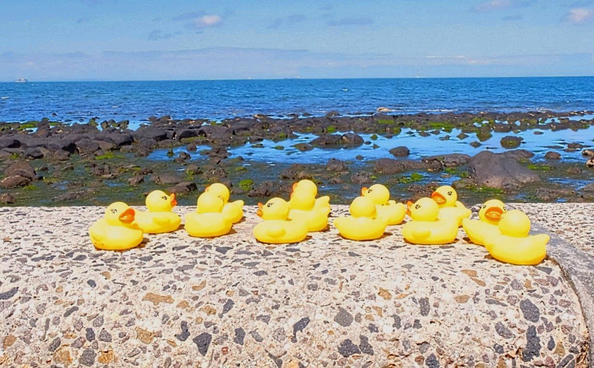 haiiro99's tweet photo. Ducks by the bay
#altona #whatiloveaboutweekends #fujixt20 #tooexposed https://t.co/ziXlFHuDMs