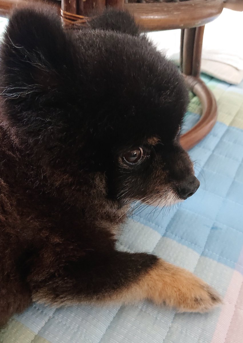 LOVE80226343's tweet photo. 写真は…苦手です😅
#ポメラニアン
#犬好きさんとつながりたい https://t.co/Um84wQd02q