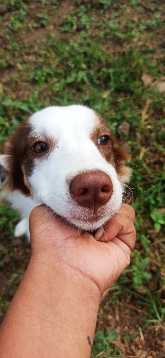 PunePet's tweet image. That's the cutest I came accross this morning 😭😍❤️❤️❤️
.
.
I am sure this will make your day too💖😍😇
.
Good Morning Everyone ! from Puppy LUNA !🌄
.
.
#punedogowners #punedogs #dogsofpune #petsofpune #petboardingpune #riyopaws #punepets #punecats #catsofpune #punedoglovers