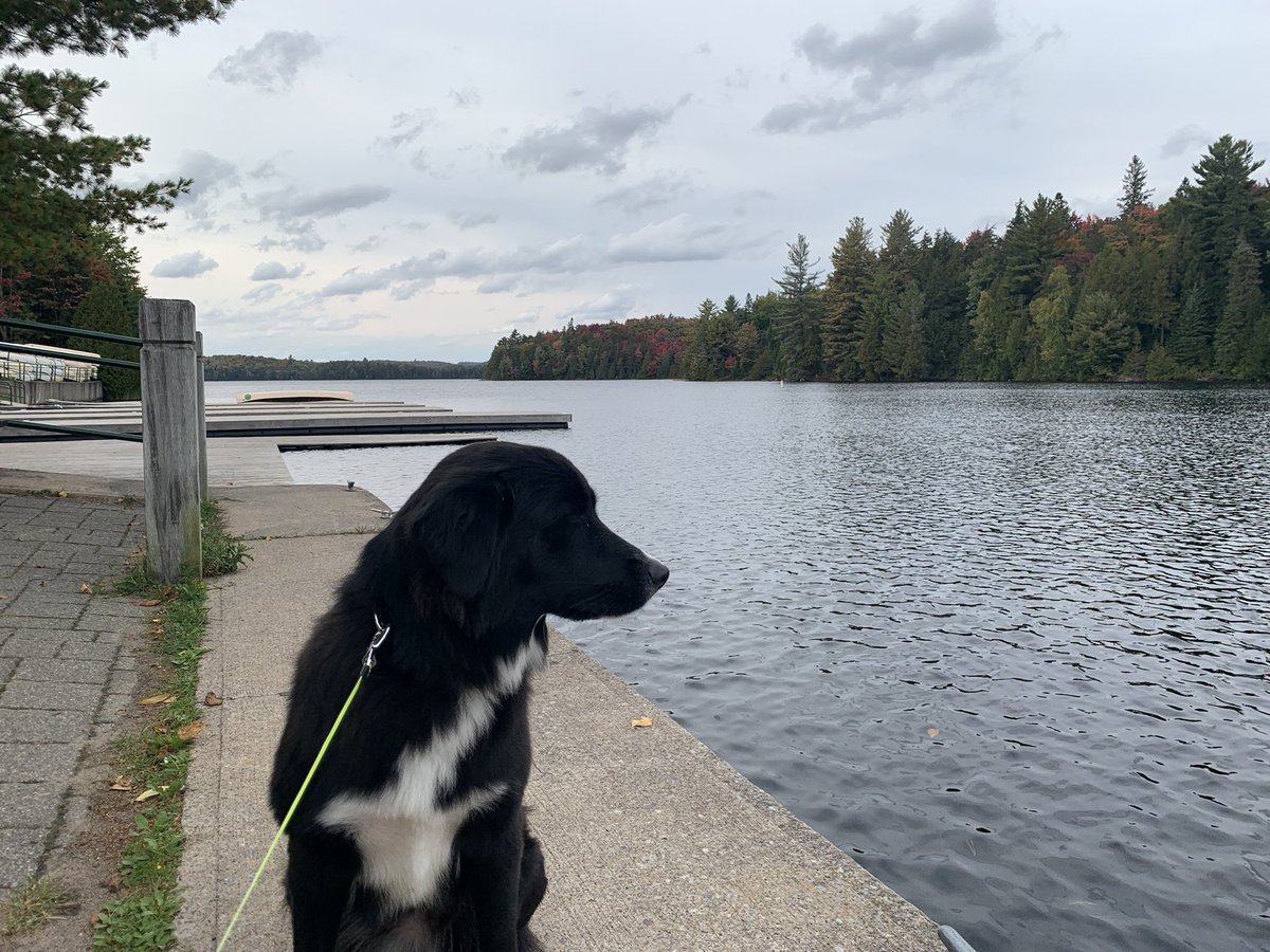 amithpm's tweet image. Beautiful Algonquin