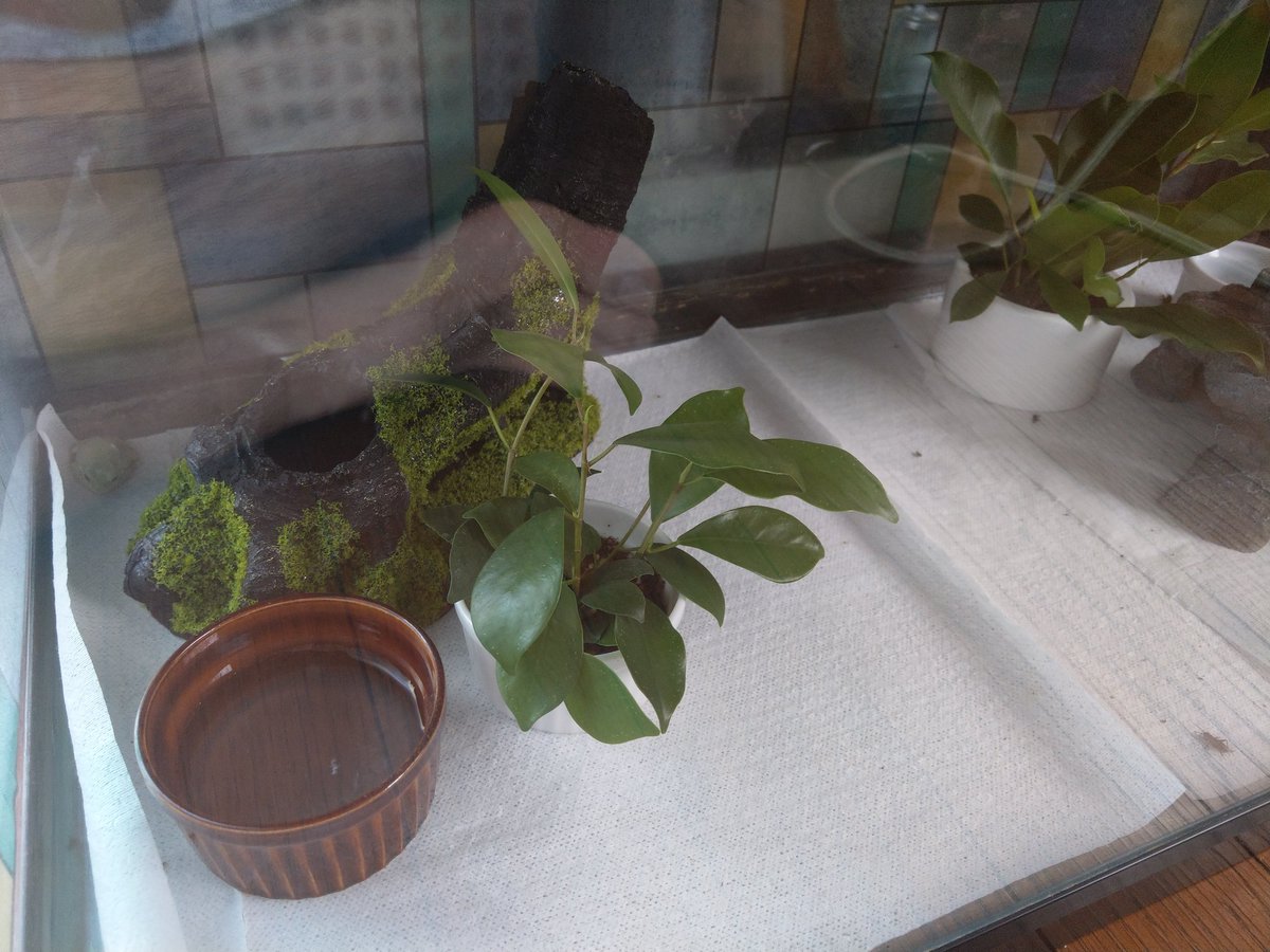 subaru_sti_sg9's tweet photo. #カエル #イエアメガエル #frog #froggy #australiangreentreefrog https://t.co/gXf7A6XkYd