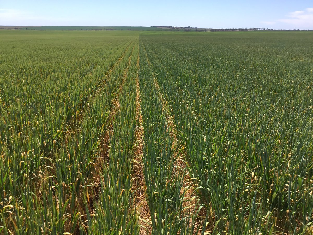 DanArunta's tweet image. Sown last Spartacus on left comodus on right, not really enjoying the forgot to rain bit.