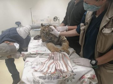 tigre de bengala 