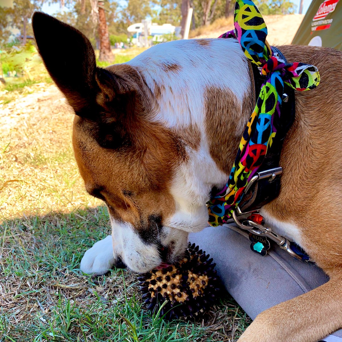 KudaTheStudioDog tweet media